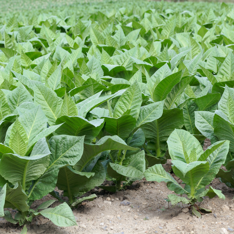 Tobacco seeds Shag Stalingradskaya - 50