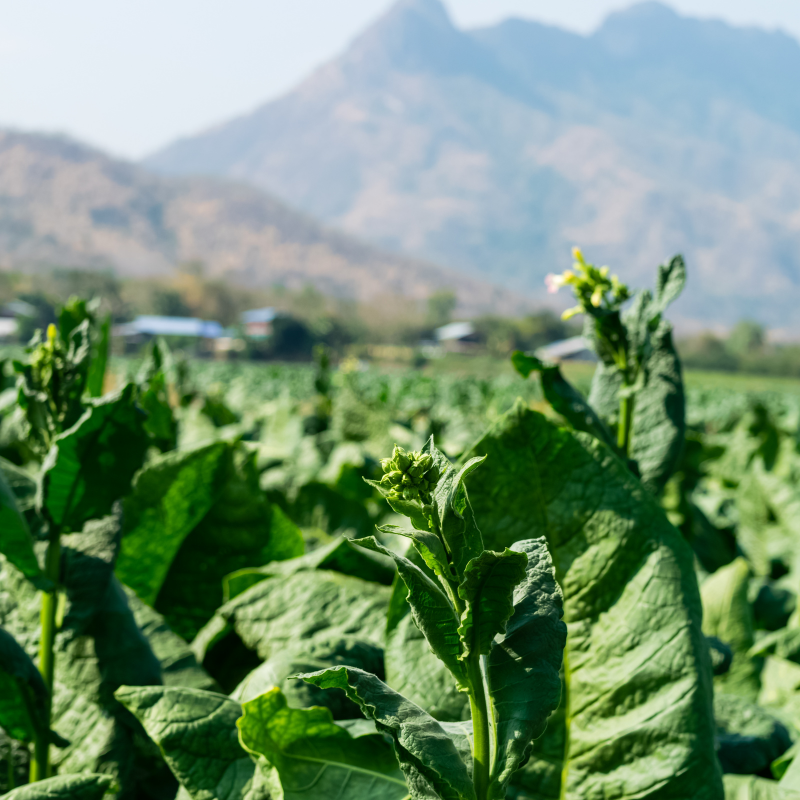 Tobacco seeds Shag Stalingradskaya - 50
