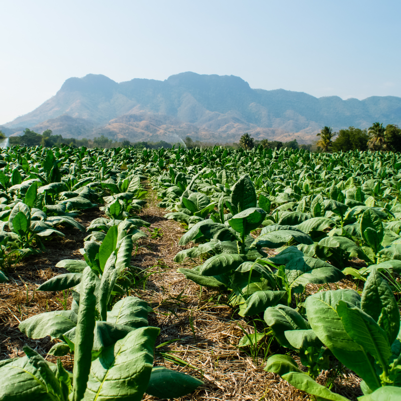 Tobacco seeds Shag Stalingradskaya - 50