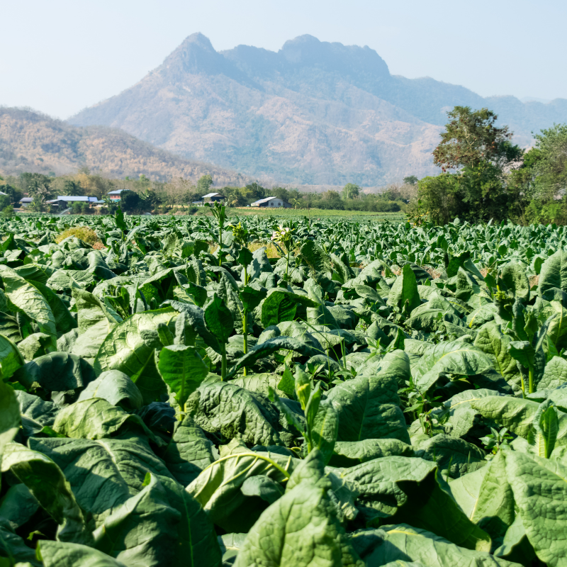 Tobacco seeds Shag Stalingradskaya - 100