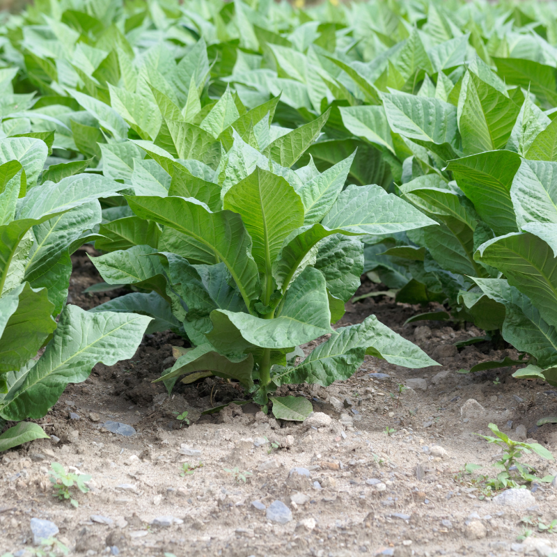 Tobacco seeds Shag Stalingradskaya - 50