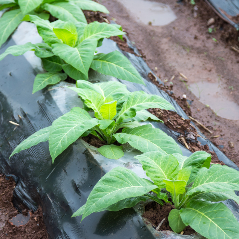 Tobacco seeds Shag Stalingradskaya - 50