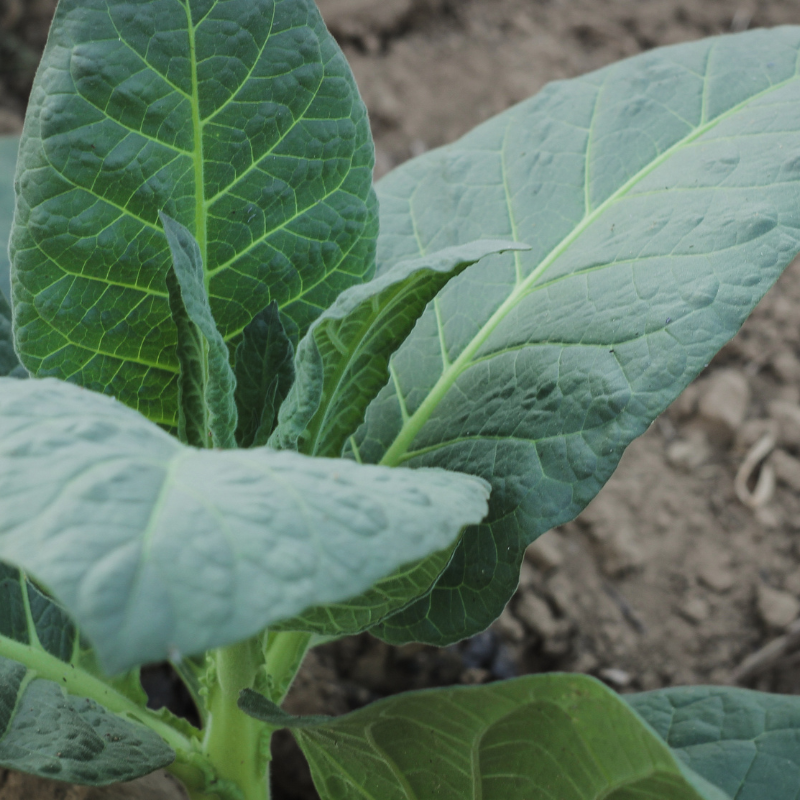 Tobacco seeds Shag Stalingradskaya - 50