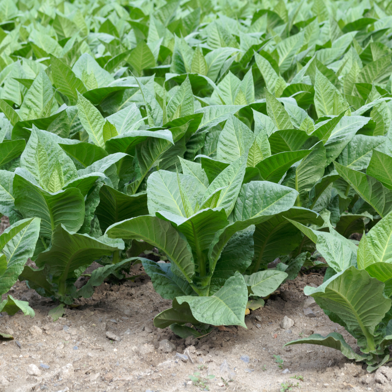 Tobacco seeds Shag Stalingradskaya - 50