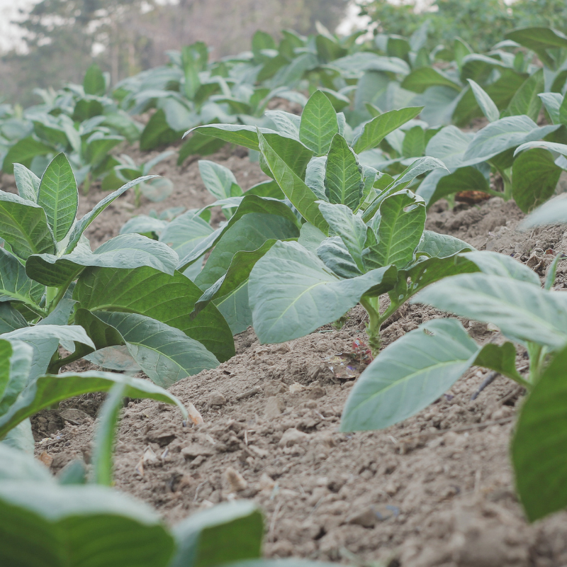 Tobacco seeds Shag Stalingradskaya - 50