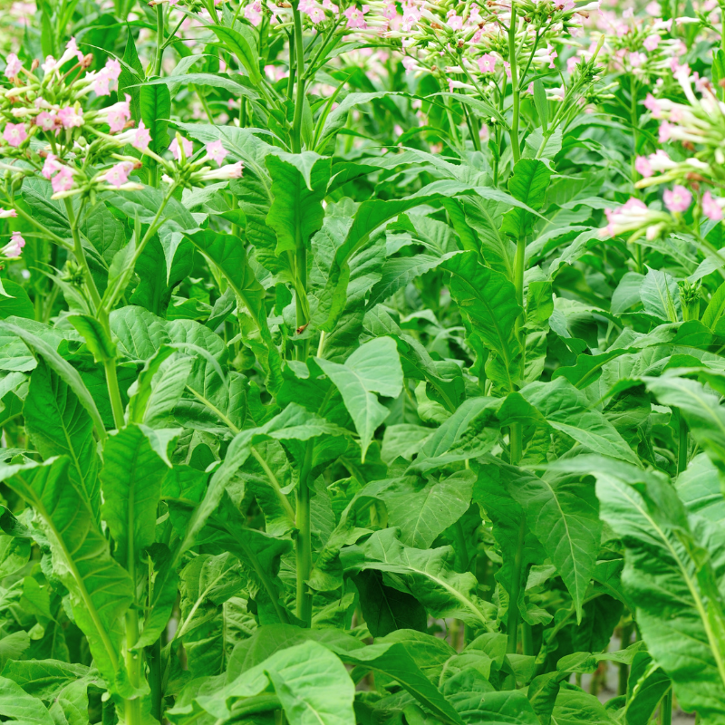 Shag seeds Dmitrov - 50