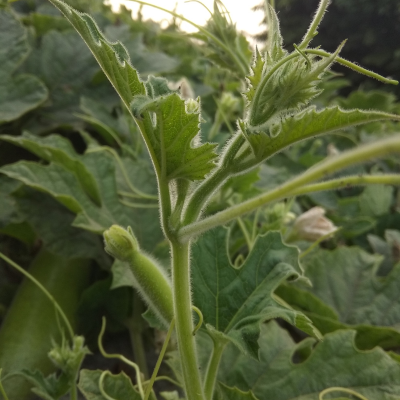 Shag seeds Dmitrov - 50