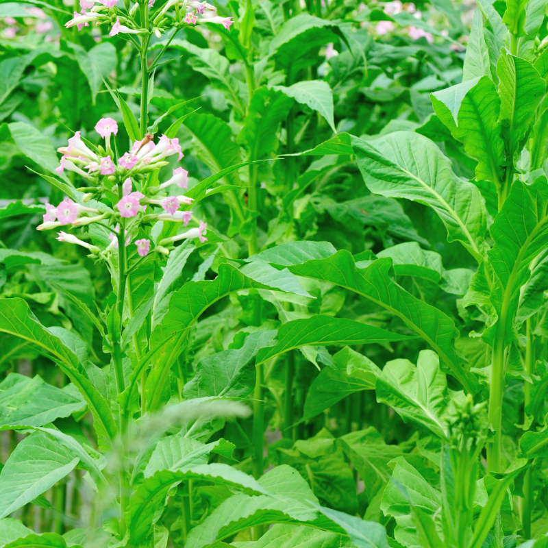 Shag seeds Dmitrov - 50