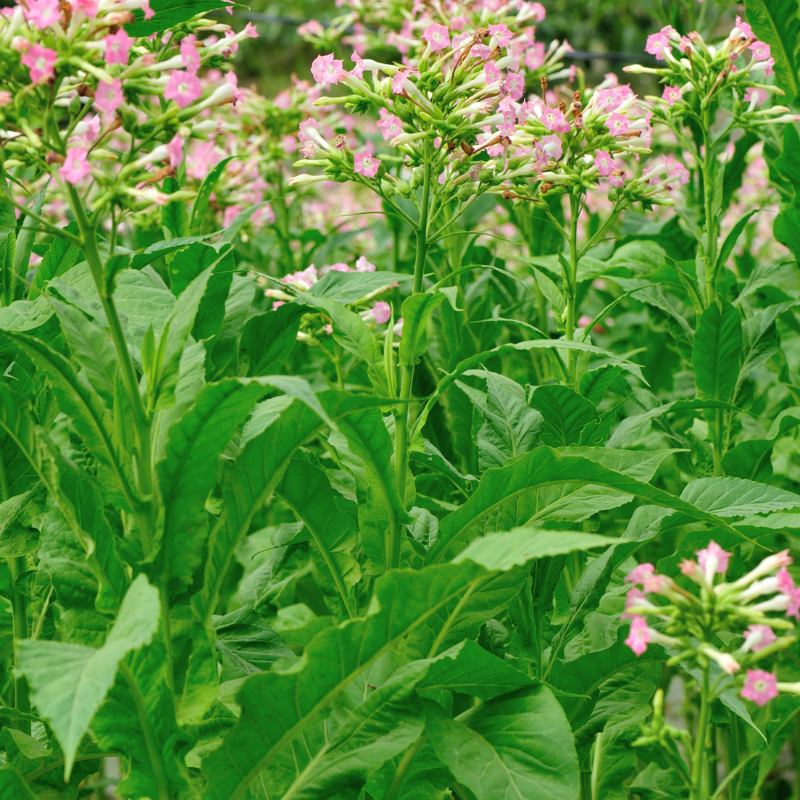 Shag seeds Dmitrov - 50
