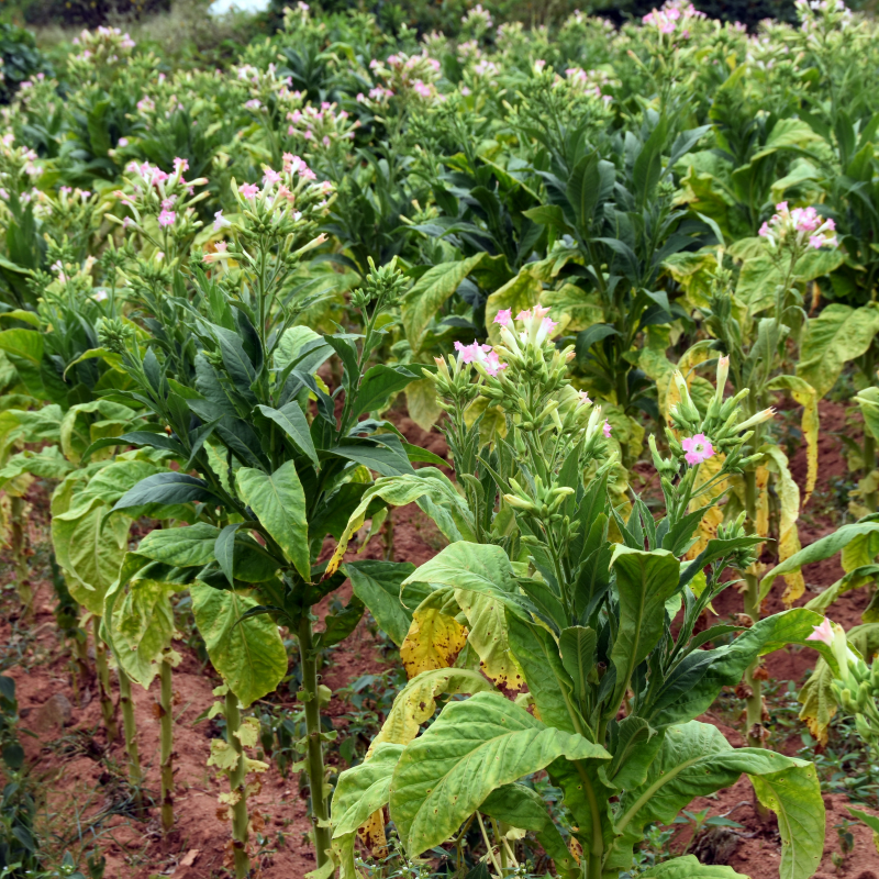 Shag seeds Dmitrov - 50