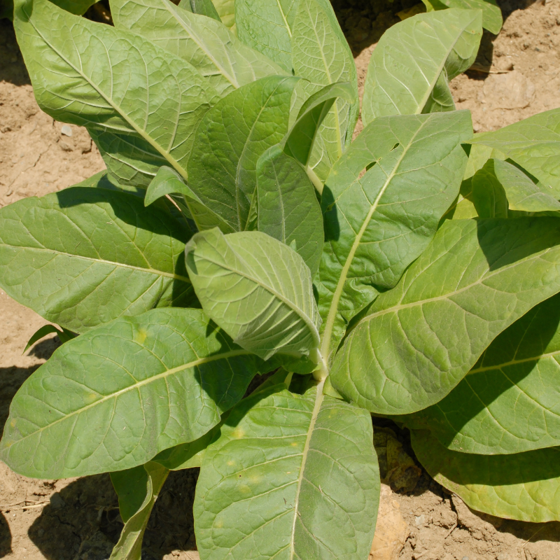 Shag seeds Yellow 109 - 50