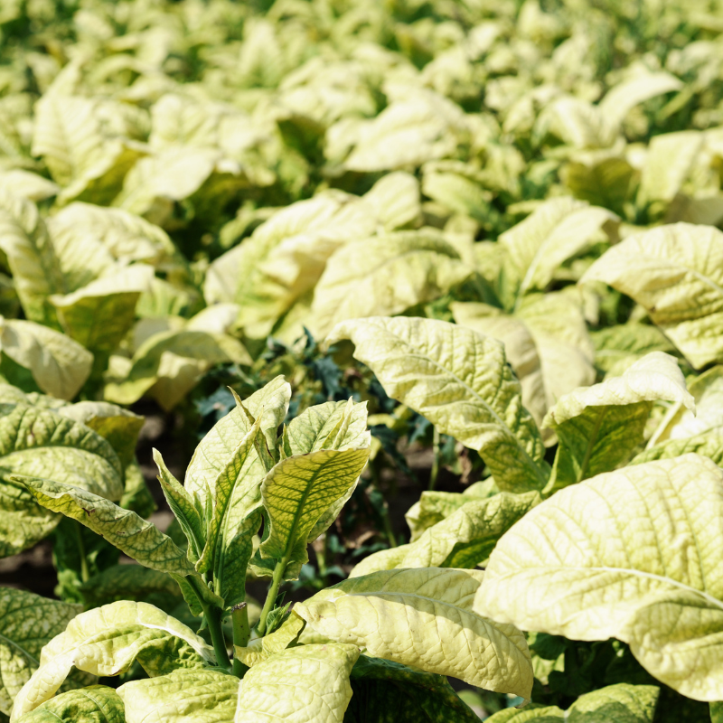 Shag seeds Vergun - 100