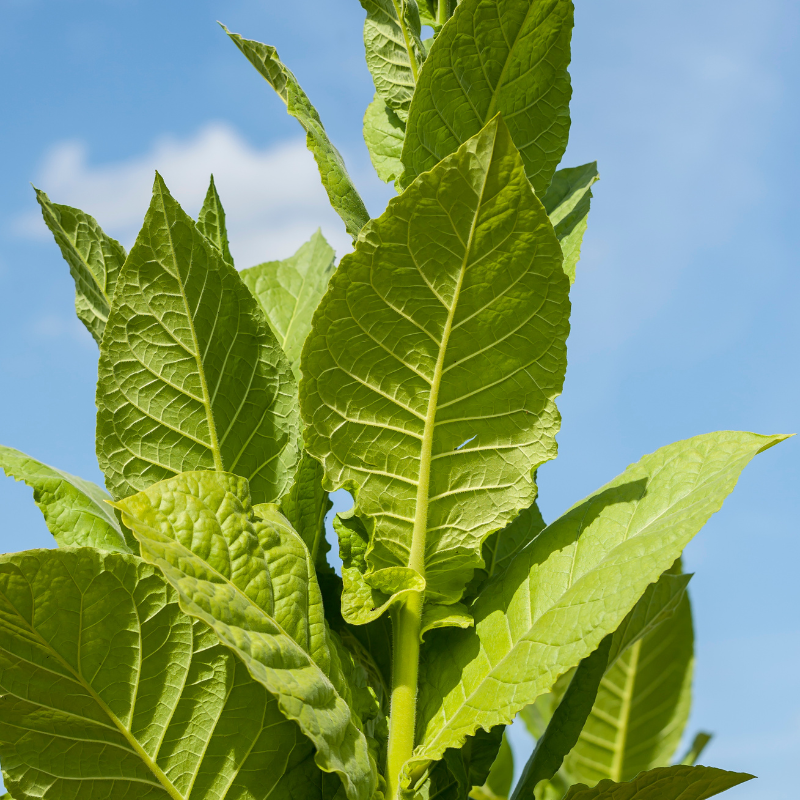 Shag seeds Vergun - 100