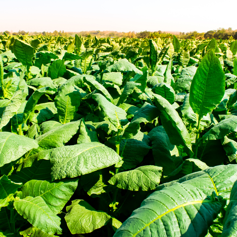 Shag seeds Vergun - 100