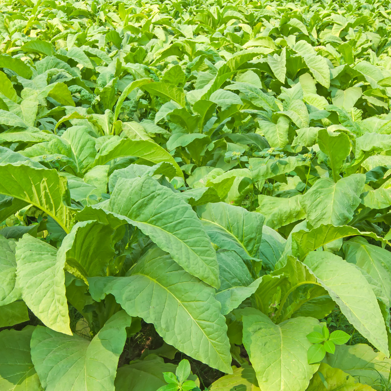 Shag seeds Armenian - 100