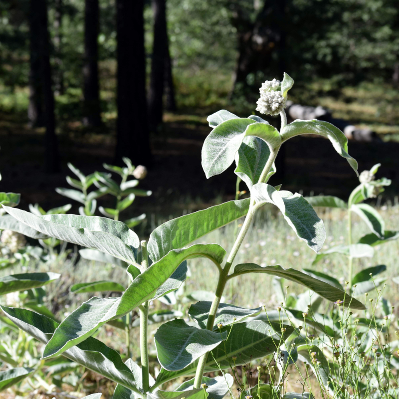 Shag seeds Armenian - 100