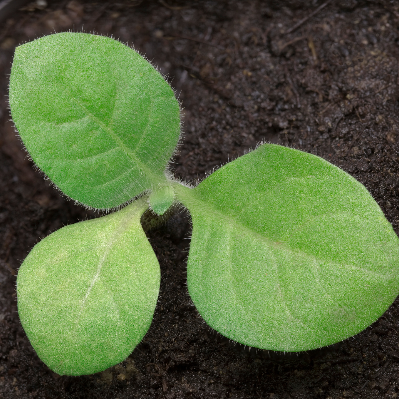 Shag seeds Armenian - 100