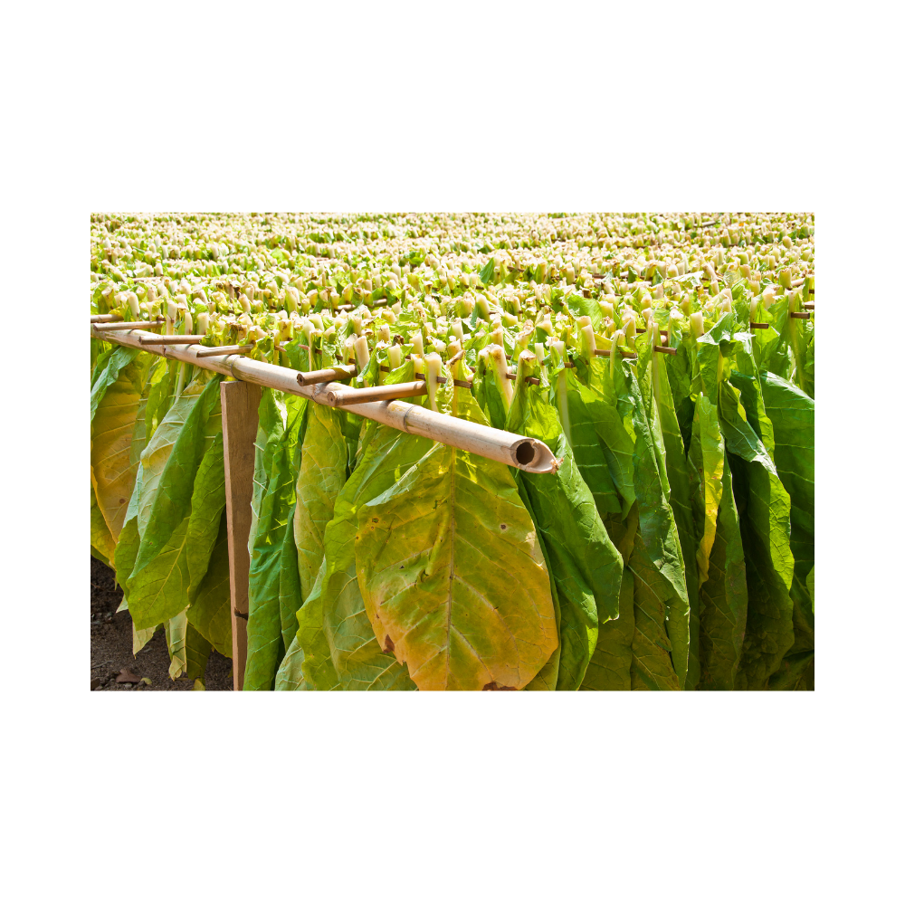 Shag seeds Armenian - 100