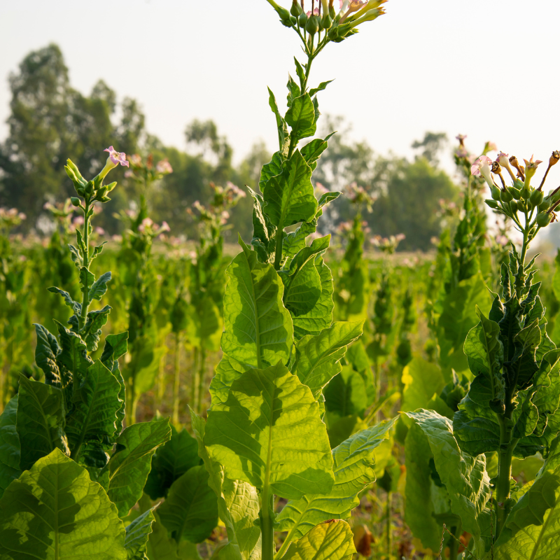 Shag seeds Armenian - 100