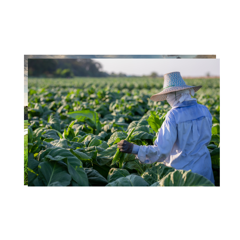 Shag seeds Armenian - 100