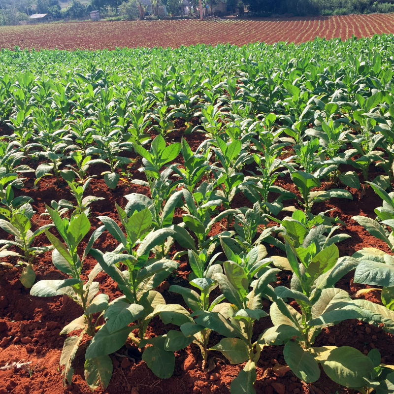 Tobacco seeds Havana Gold - 100