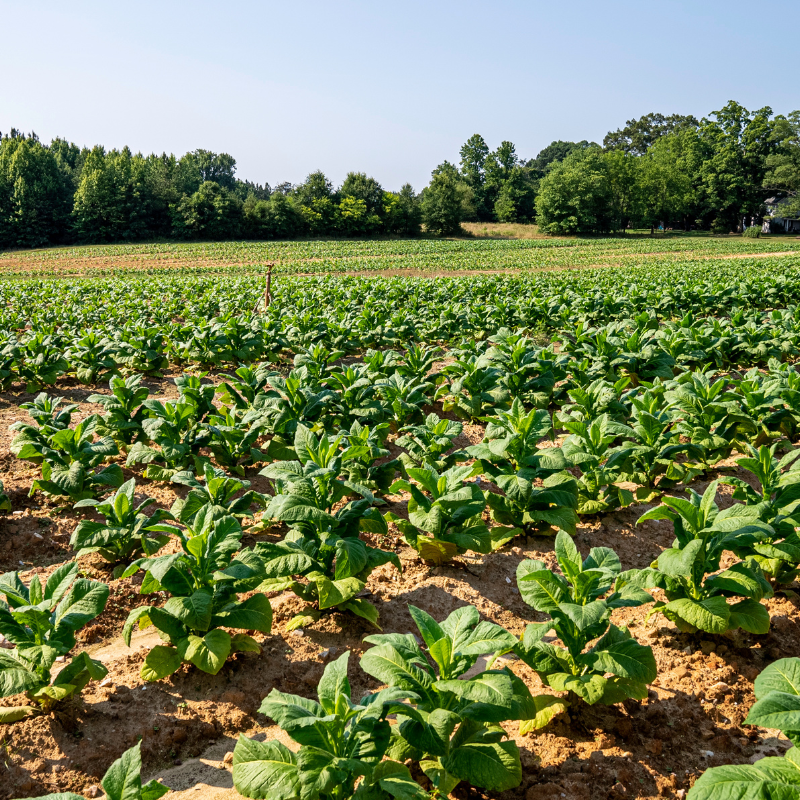 Tobacco seeds Havana Gold - 100