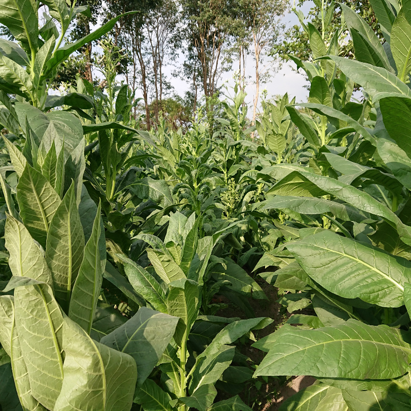 Tobacco seeds Havana Gold - 100