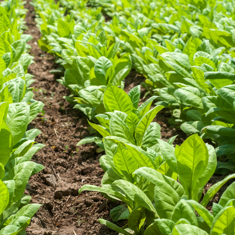 Tobacco seeds Havana Gold - 100
