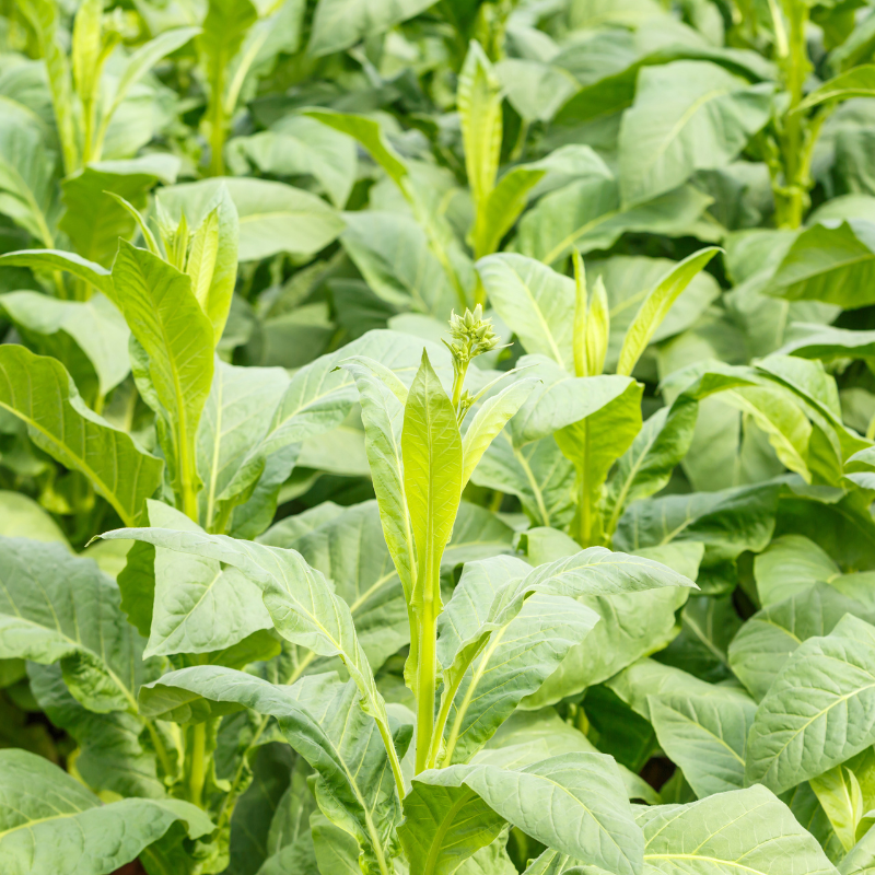 Tobacco seeds Havana Gold - 100