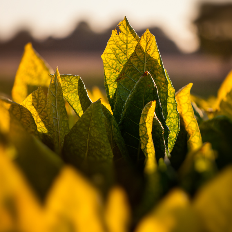 Tobacco seeds Havana Gold - 100