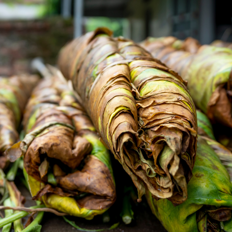 Tobacco seeds Havana Gold - 100