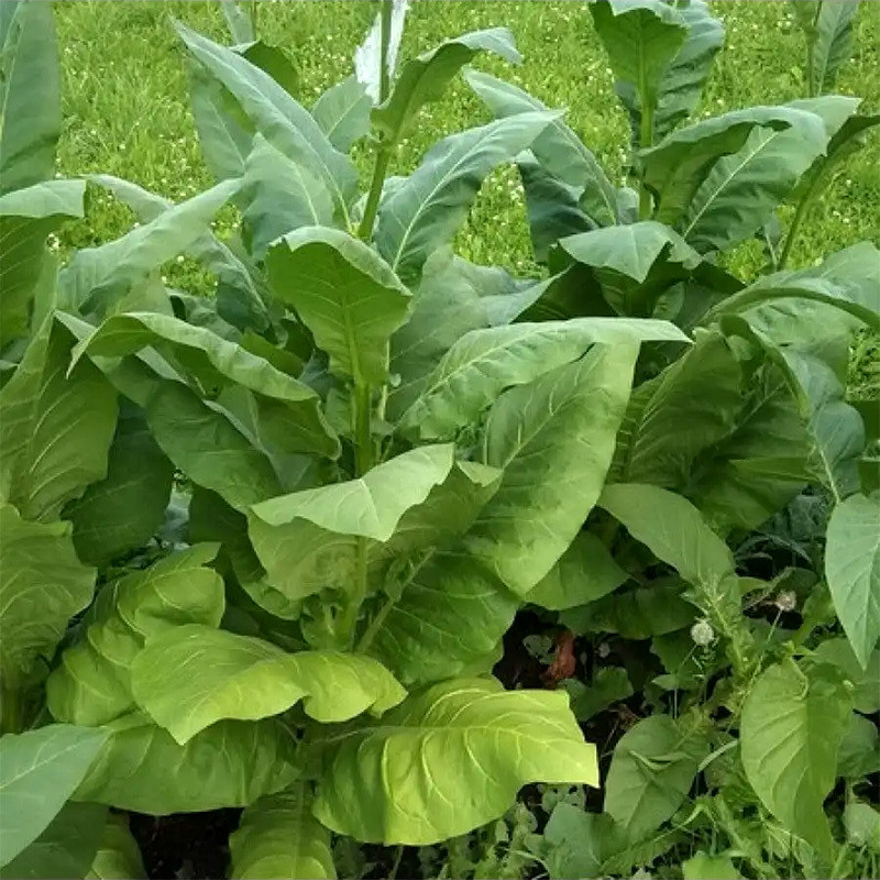 Shag seeds Brazilia 7 (Brazil) - 50