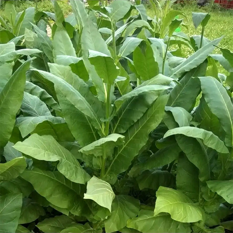 Shag seeds Brazilia 7 (Brazil) - 50