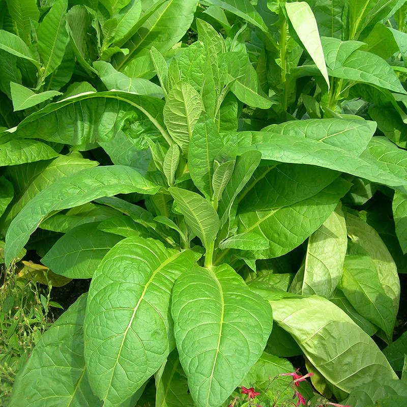 Shag seeds Brazilia 7 (Brazil) - 100