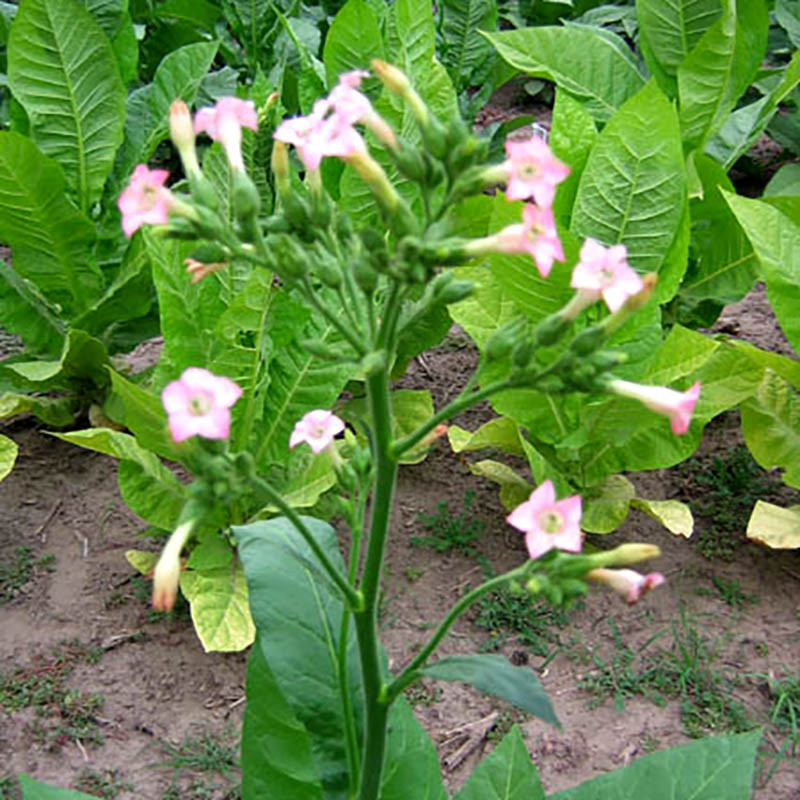 Shag seeds Brazilia 7 (Brazil) - 50