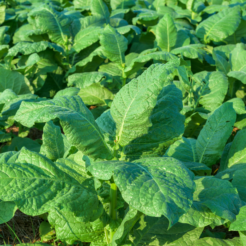 Tobacco seeds Yellow Lemon - 300