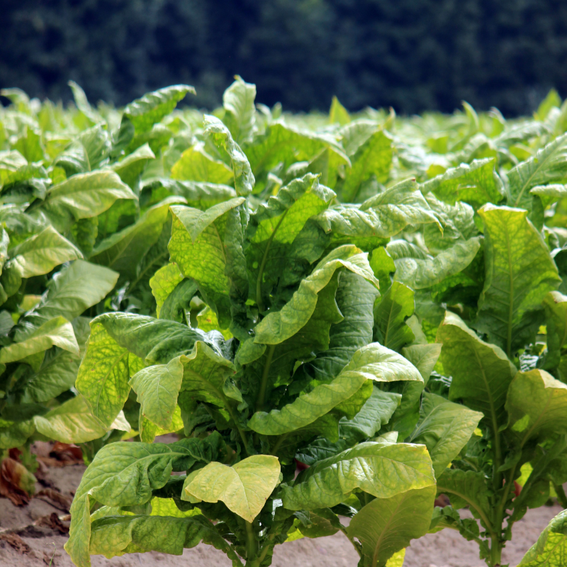Tobacco seeds Yellow Lemon - 300