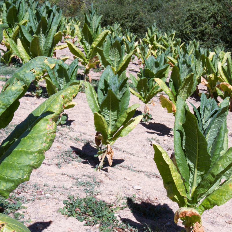 Tobacco seeds Yellow Lemon - 300