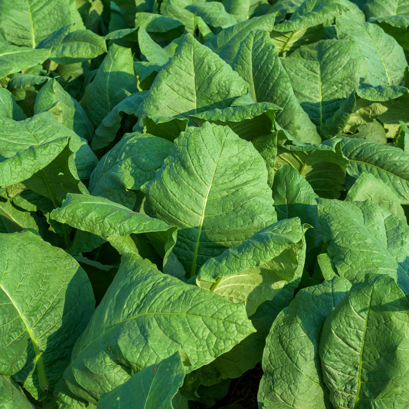 Tobacco seeds Yellow Lemon - 300
