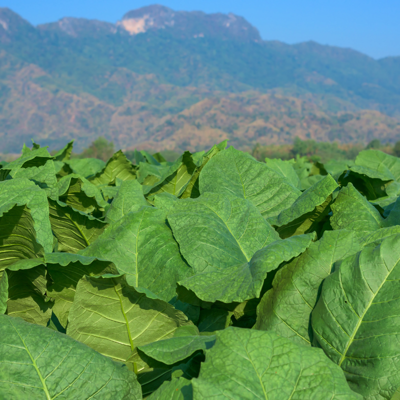 Tobacco seeds Yellow Lemon - 300