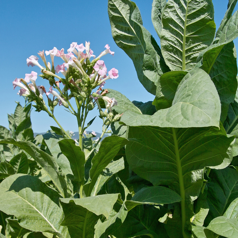Tobacco seeds Yellow Lemon - 300