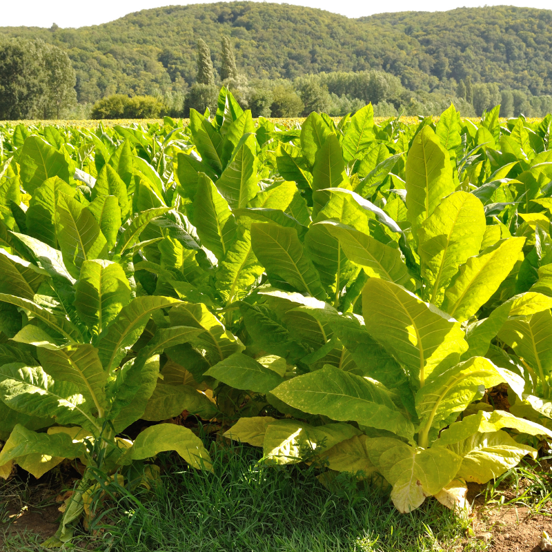 Tobacco seeds Yellow Lemon - 100