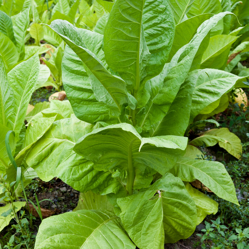 Tobacco seeds Yellow Lemon - 300