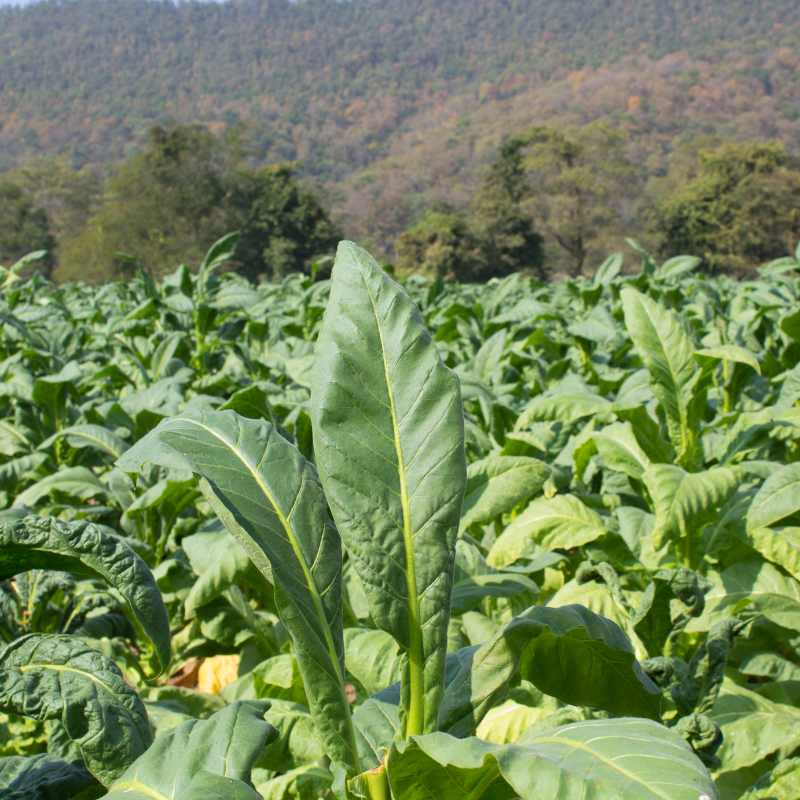 Tobacco seeds Yellow Lemon - 300