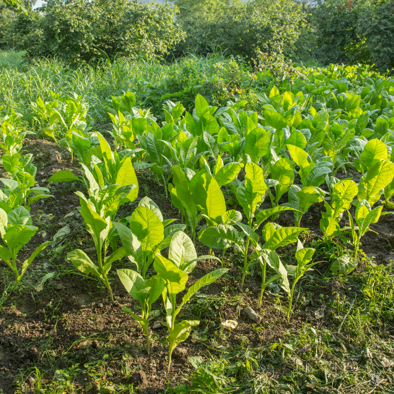 Shag seeds MATSUI FIELD - 100