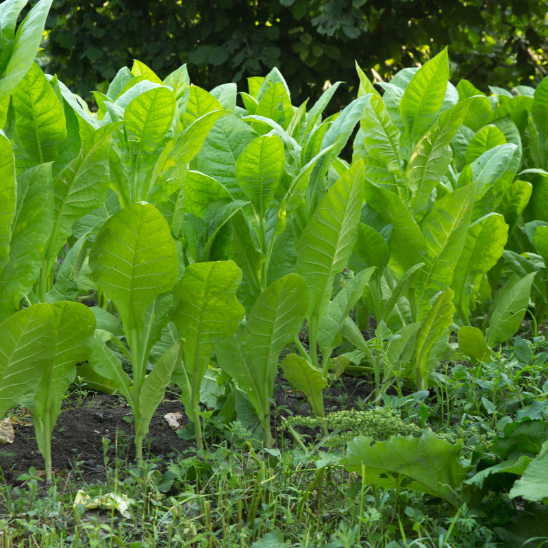 Shag seeds MATSUI FIELD - 100
