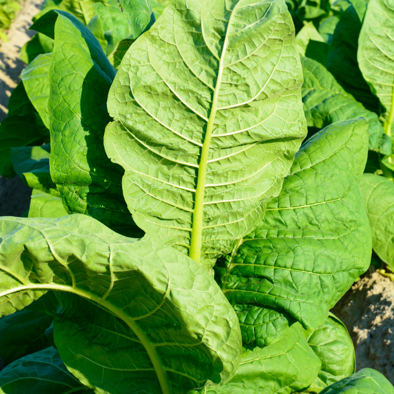 Shag seeds Sc.CORNPLANTER - 300