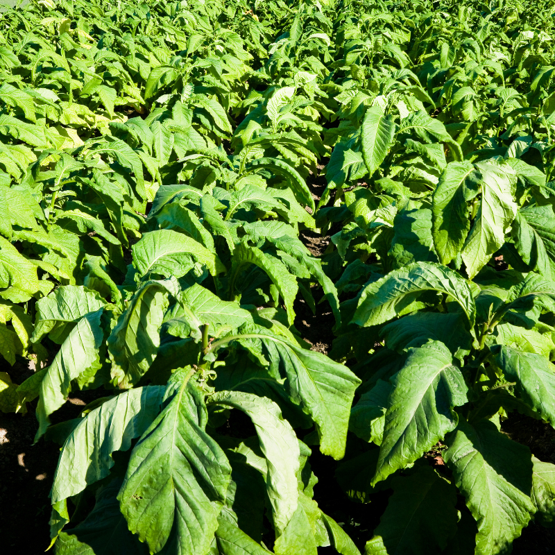 Shag seeds Sc.CORNPLANTER - 300