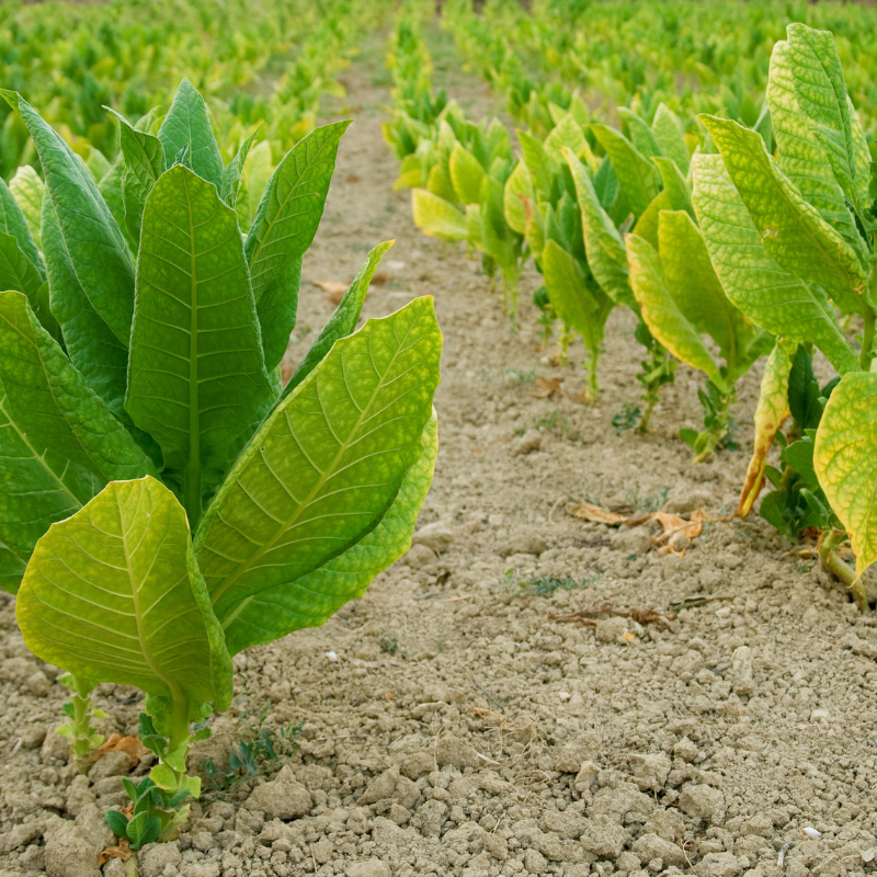 Shag seeds Sc.CORNPLANTER - 300