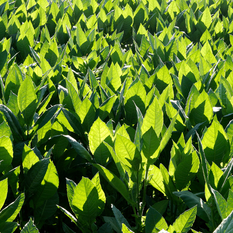 Shag ⁠seeds TALL GREEN - 100